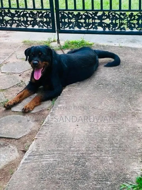 Rottweiler Female