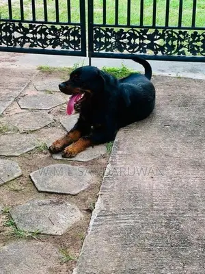 Rottweiler Female