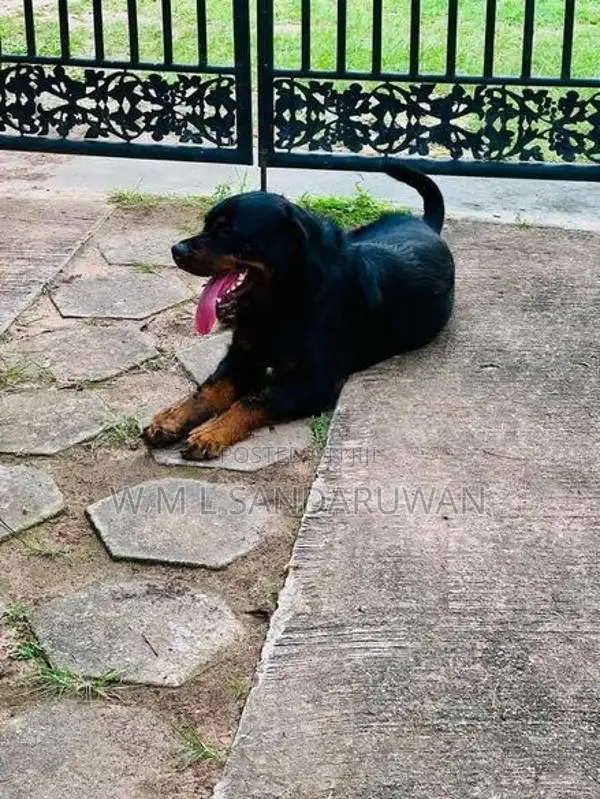 Rottweiler Female
