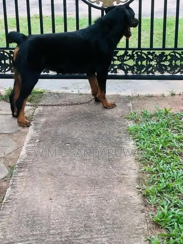 Rottweiler Female