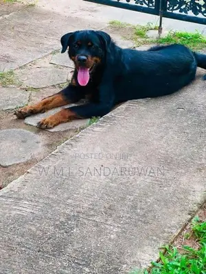 Rottweiler Female