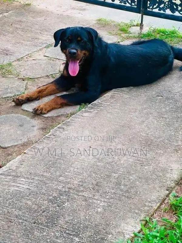 Rottweiler Female