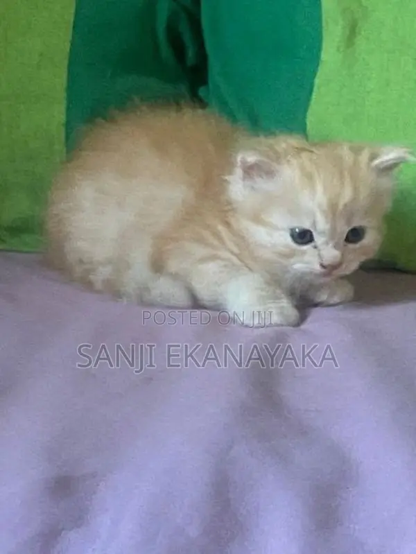 Persian Cat
