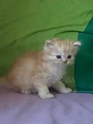 Persian Cat