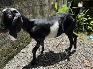 Livestock