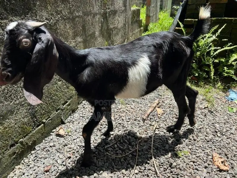 Livestock