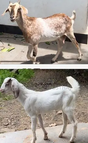Livestock