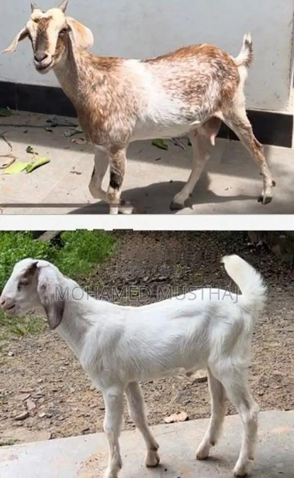 Livestock