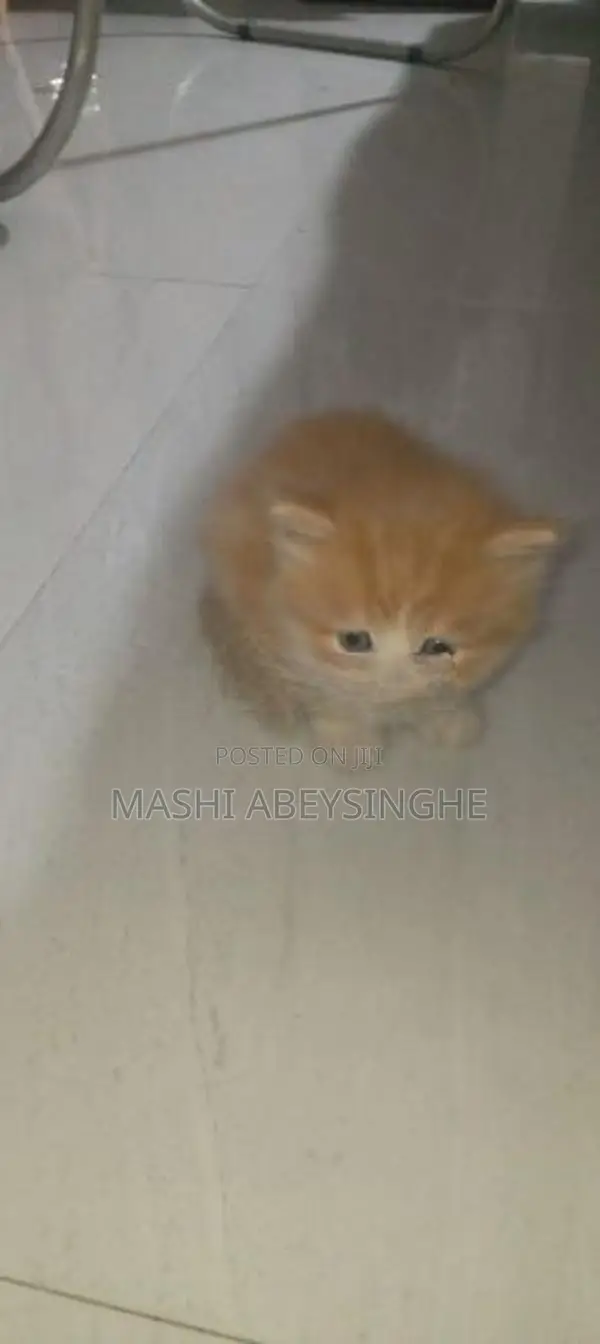 Himalayan Mix