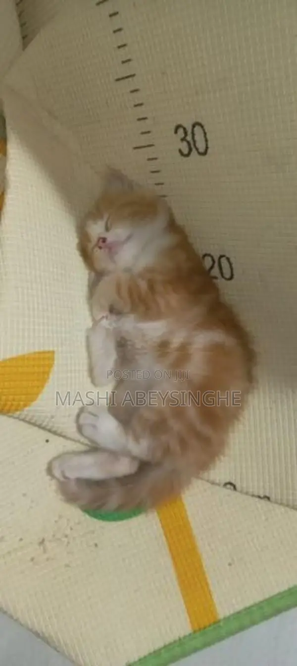 Himalayan Mix