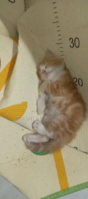 Himalayan Mix