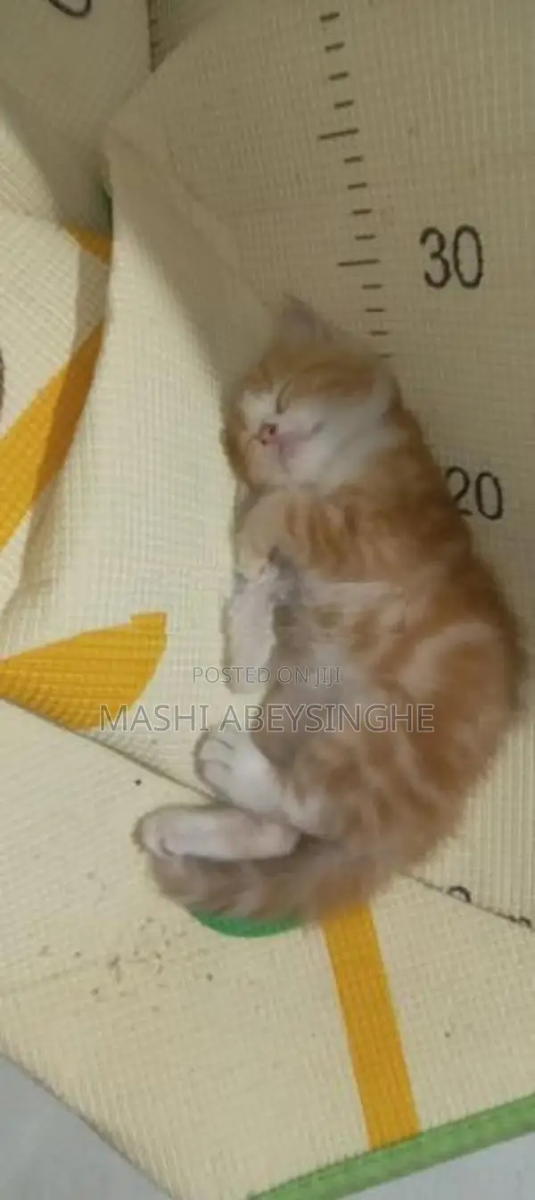 Himalayan Mix