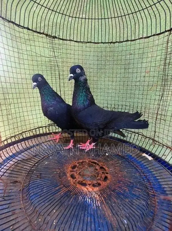 Pigeons
