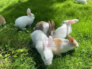 Rabbit