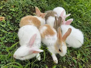 Rabbit