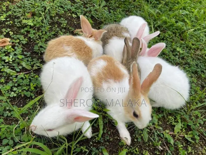 Rabbit