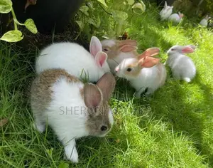 Rabbit