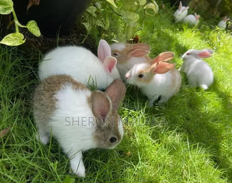 Rabbit