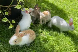 Rabbit