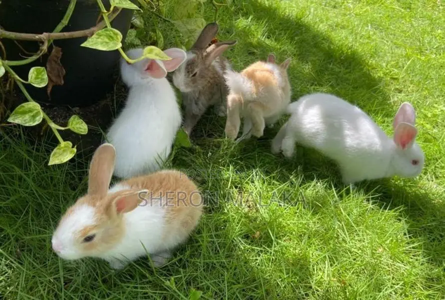 Rabbit
