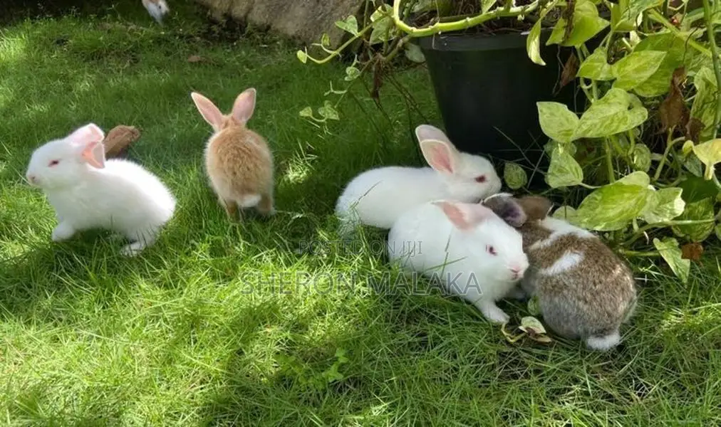 Rabbit