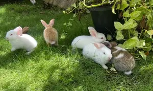 Rabbit