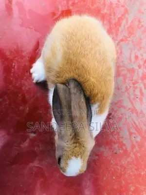Rabbits