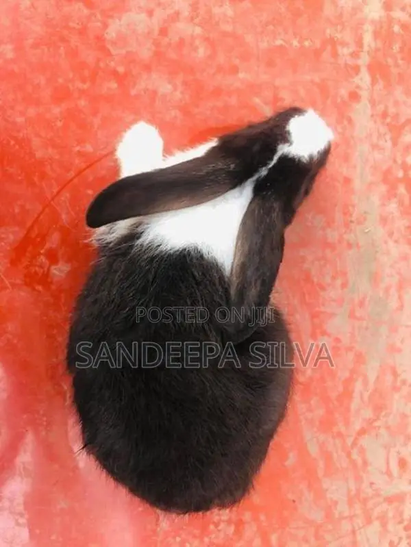 Rabbits