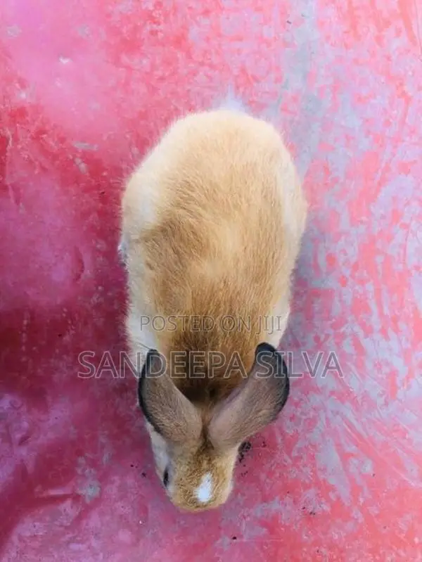 Rabbits