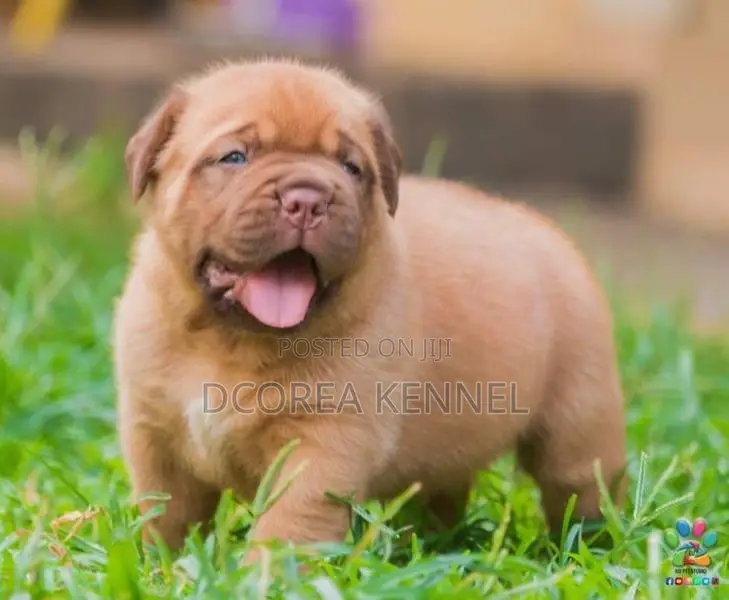 Dogue De Bordeaux (French Mastiff) Puppies