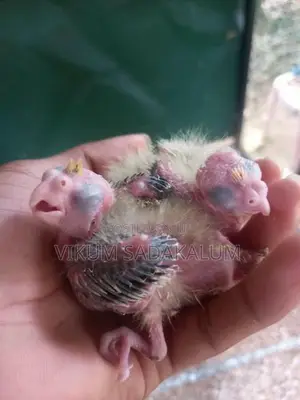 Cockatiel Bird