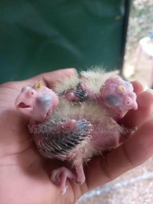 Cockatiel Bird