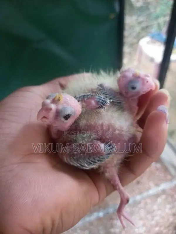 Cockatiel Bird