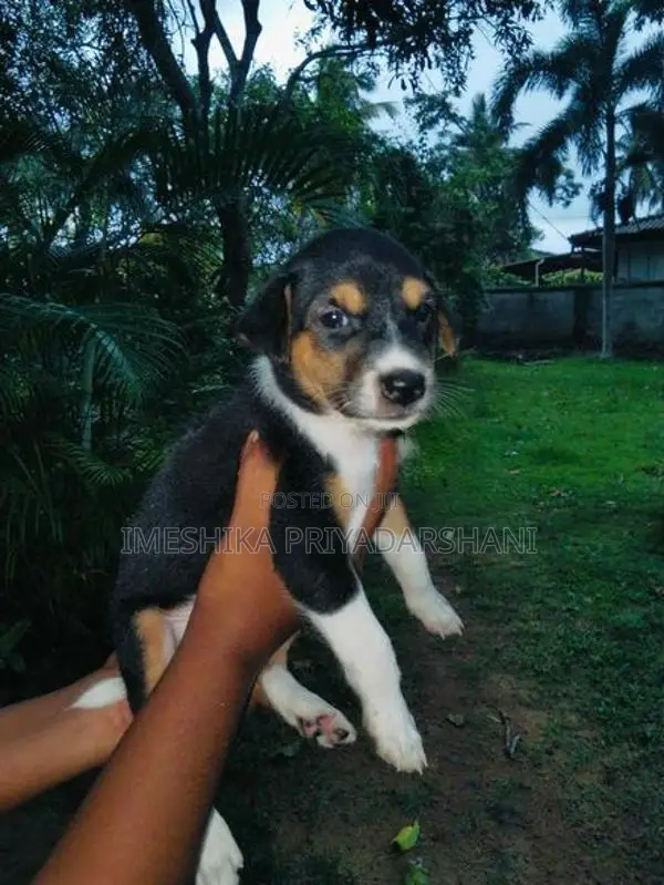 Shepherd Mix Puppy