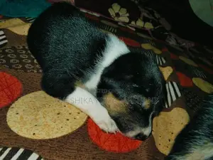 Shepherd Mix Puppy
