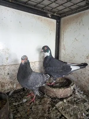 Timing Pigeon