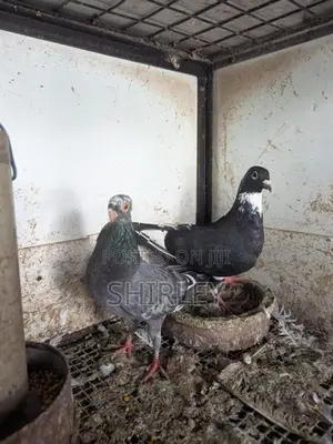 Timing Pigeon