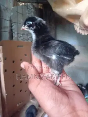 Mine Hen