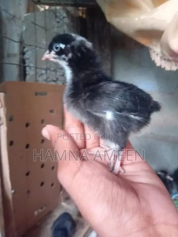 Mine Hen