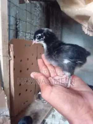 Mine Hen