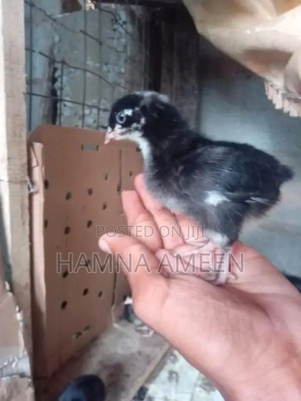 Mine Hen
