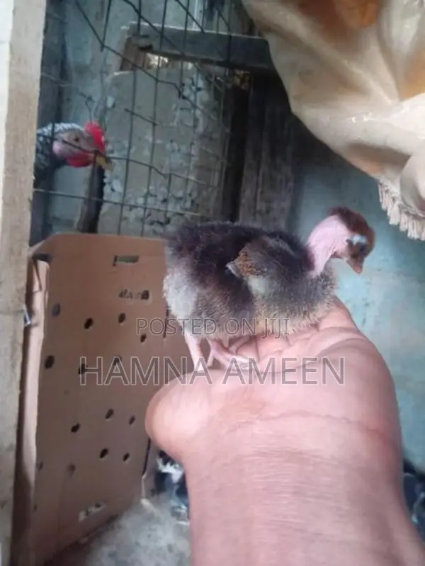 Mine Hen