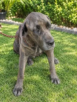 Cane Corso