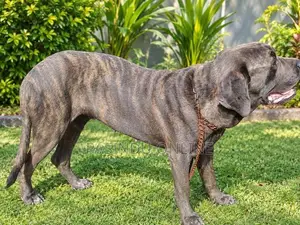 Cane Corso