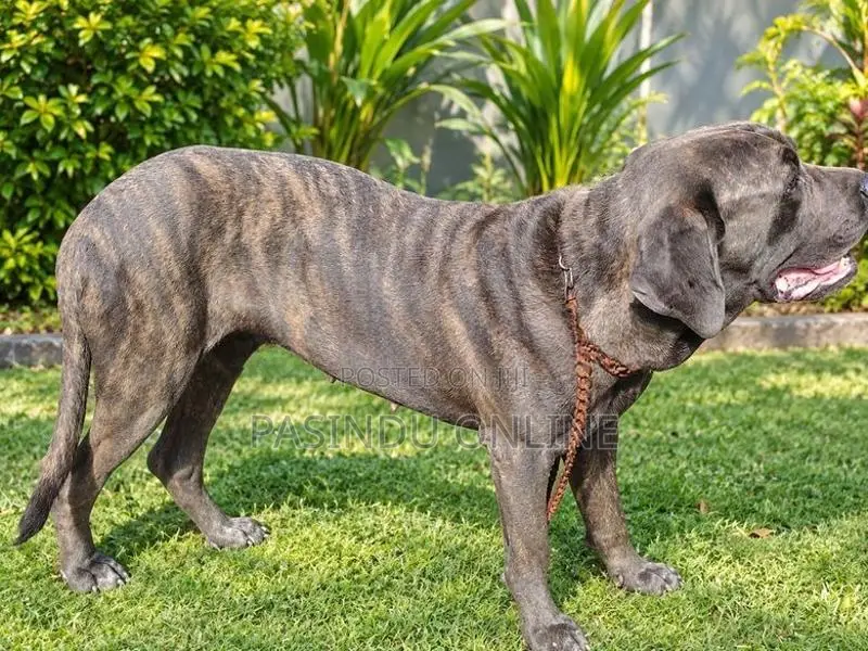 Cane Corso