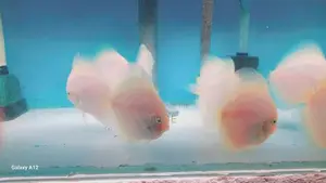 Discus Snow White