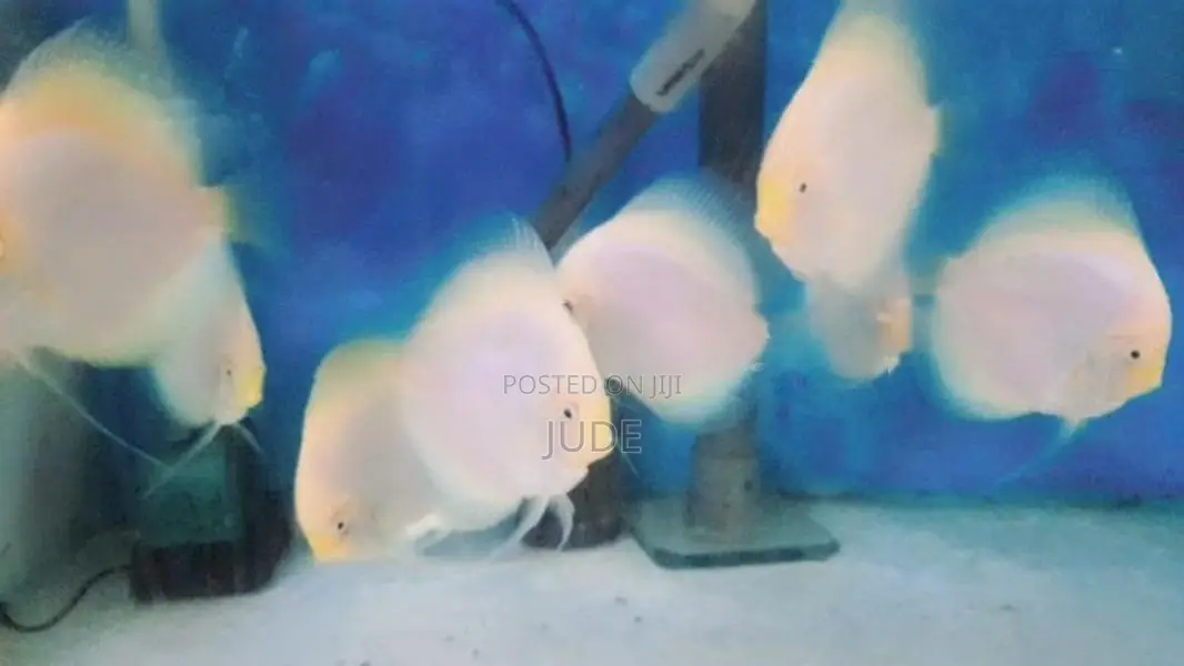 Discus Snow White