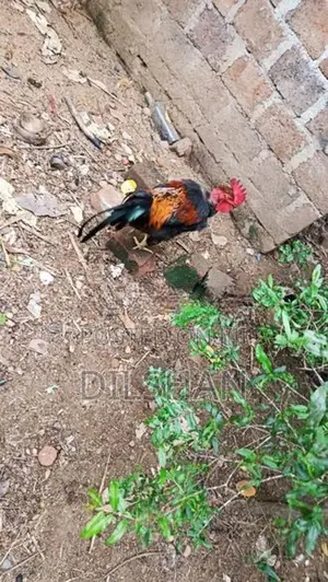 ගම් කුකුලන්