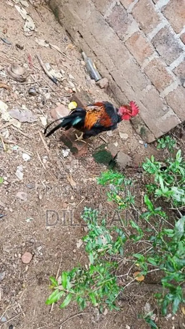 ගම් කුකුලන්