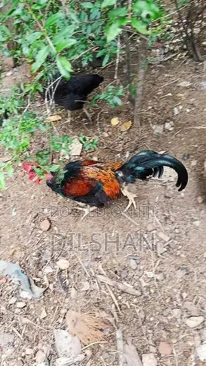 ගම් කුකුලන්
